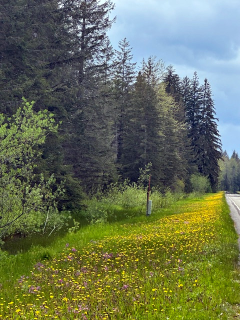 Dandelions along Glacier Bay National Park Road Dandelions along Glacier Bay National Park Road